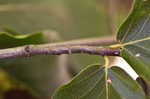 American beech